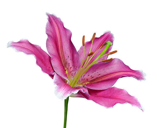 Green Lily Cosmetic Grade Fragrance Oil