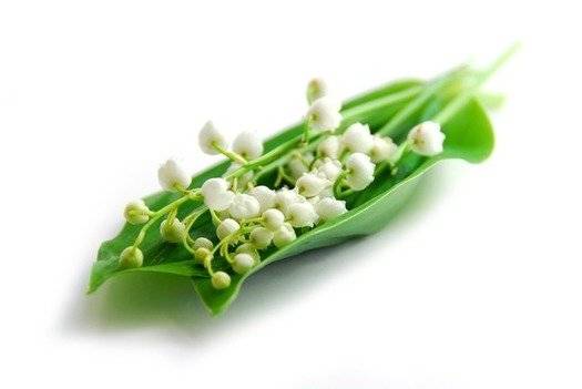 GF Lily of the Valley Grade Fragrance Oil
