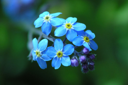 SP Forget Me Not Cosmetic Grade Fragrance Oil