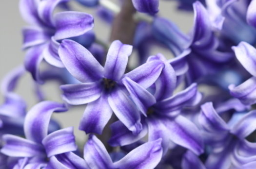 SP Hyacinth Cosmetic Grade Fragrance Oil