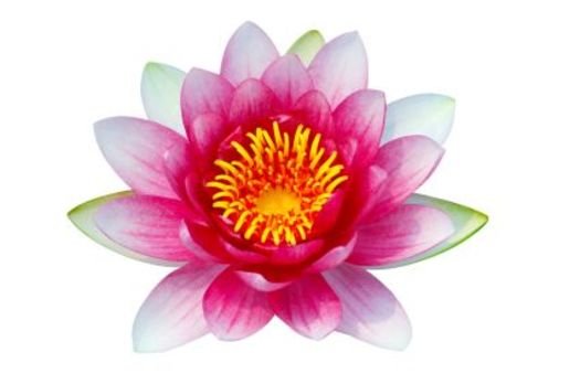 SP Lotus Blossom Cosmetic Grade Fragrance Oil