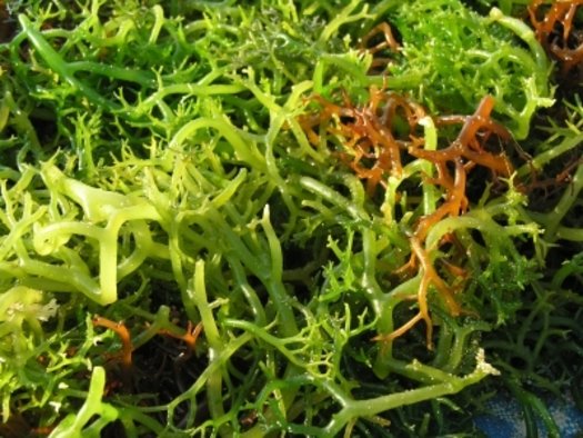 SP Seaweed Cosmetic Grade Fragrance Oil