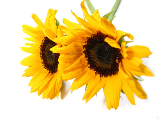 SP Sunflower Cosmetic Grade Fragrance Oil