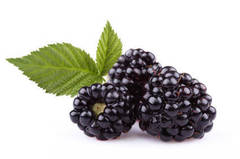 Blackberry & Basil Cosmetic Grade Fragrance Oil