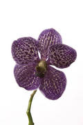 GF Black Orchid Cosmetic Grade Fragrance Oil