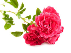 Briar Rose Cosmetic Grade Fragrance Oil