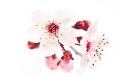 Cherry Blossom Cosmetic Grade Fragrance Oil