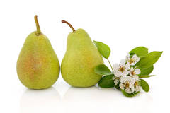 Freesia & Pear Cosmetic Grade Fragrance Oil