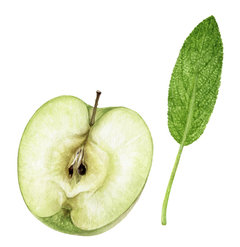 GF Crisp Apple & Sage Cosmetic Grade Fragrance Oil