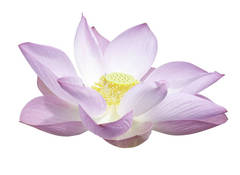 GF Indian Lotus Cosmetic Grade Fragrance Oil