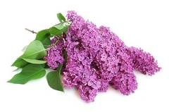 Lilac Cosmetic Grade Fragrance Oil