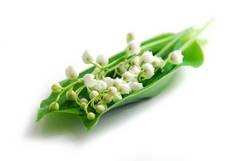 Lily of the Valley Cosmetic Grade Fragrance Oil