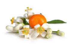 Orange Blossom Cosmetic Grade Fragrance Oil