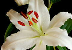 SP Casablanca Lily Cosmetic Grade Fragrance Oil