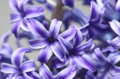 SP Hyacinth Cosmetic Grade Fragrance Oil