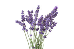 SP Lavender Cosmetic Grade Fragrance Oil