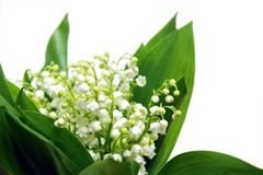 SP Lily of the Valley Cosmetic Grade Fragrance Oil