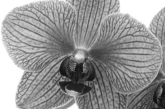 SP Orchid Noir Cosmetic Grade Fragrance Oil