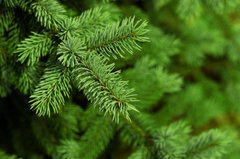 SP Pine Tree Cosmetic Grade Fragrance Oil