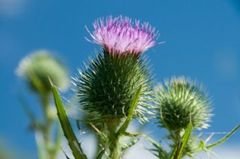SP Thistle Cosmetic Grade Fragrance Oil