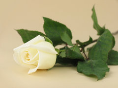 SP Vanilla Rose Cosmetic Grade Fragrance Oil