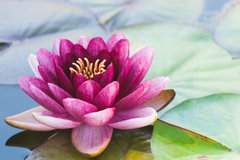 SP Waterlily Cosmetic Grade Fragrance Oil