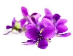 Violet Cosmetic Grade Fragrance Oil