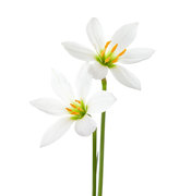 White Lily & Peach Cosmetic Grade Fragrance Oil