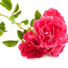 More views of GF Briar Rose Cosmetic Grade Fragrance Oil