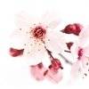 More views of GF Cherry Blossom Cosmetic Grade Fragrance Oil