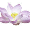 More views of GF Indian Lotus Cosmetic Grade Fragrance Oil