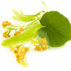 More views of GF Linden Blossom Cosmetic Grade Fragrance Oil
