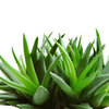 More views of SP Aloe Vera Cosmetic Grade Fragrance Oil