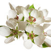 More views of SP Apple Blossom Cosmetic Grade Fragrance Oil