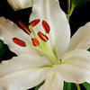 More views of SP Casablanca Lily Cosmetic Grade Fragrance Oil