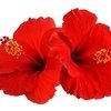 More views of SP Hibiscus Cosmetic Grade Fragrance Oil