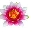 More views of SP Lotus Blossom Cosmetic Grade Fragrance Oil