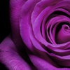 More views of SP Midnight Rose Cosmetic Grade Fragrance Oil