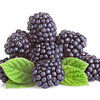 More views of SP Mulberry Cosmetic Grade Fragrance Oil