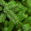 More views of SP Pine Tree Cosmetic Grade Fragrance Oil