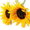 More views of SP Sunflower Cosmetic Grade Fragrance Oil