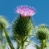 More views of SP Thistle Cosmetic Grade Fragrance Oil
