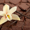 More views of SP Vanilla Cocobean Cosmetic Grade Fragrance Oil